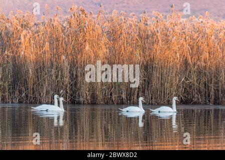Mute swans in Lake Kerkini in winter Stock Photo