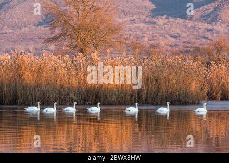 Wild mute swans (Cygnus olor) in Kerkini lake in the morning Stock Photo