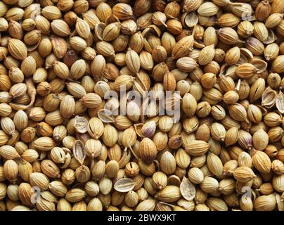 Coriander seeds overhead full frame Stock Photo