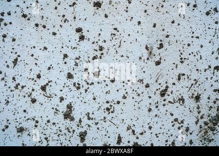 Dried Mud Splash on White Concrete Wall Texture Background. Stock Photo