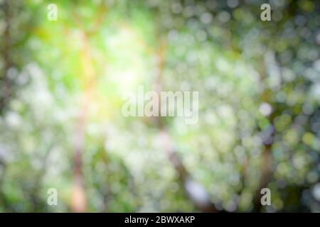 Abstract Colorful Bokeh in the Park Background with Light Leak. Stock Photo