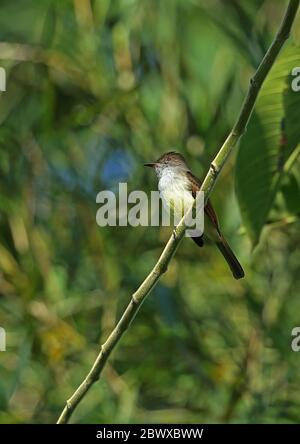 Dusky-capped Flycatcher (Myiarchus tuberculifer connectens) adult perched on branch   Pico Bonito, Honduras      February 2016 Stock Photo