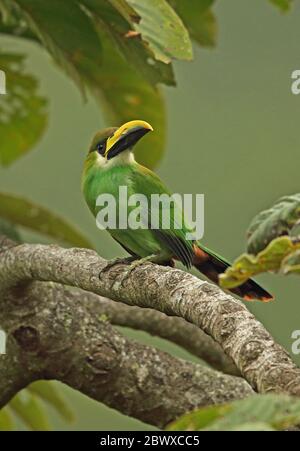 Emerald Toucanet (Aulacorhynchus prasinus virescens) adult male perched on branch   La Tigra NP, Honduras      February 2016 Stock Photo