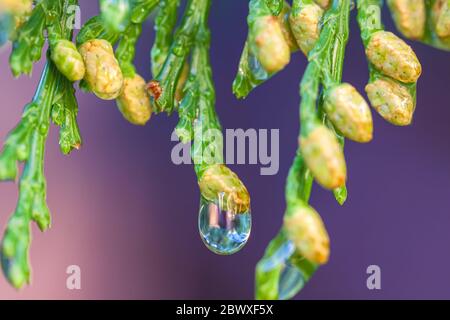 Close up of water droplets on pollen cones of California incense-cedar Calocedrus decurrens during raining, Yosemite National Park, California, USA. Stock Photo