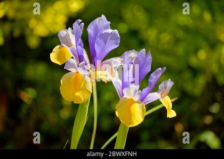 Iris flowers. Stock Photo