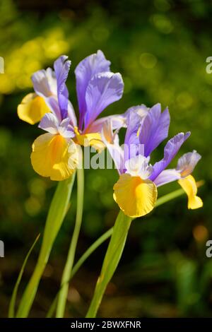 Iris flowers. Stock Photo
