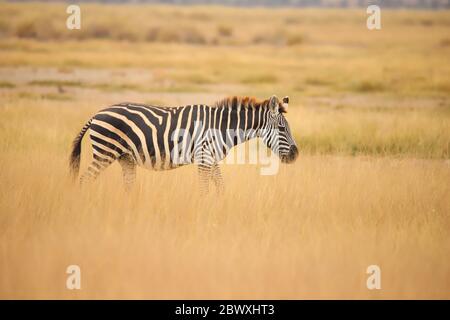 Zebra in the grassland of Amboseli National Park Stock Photo