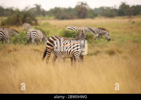 Zebra with foal Stock Photo