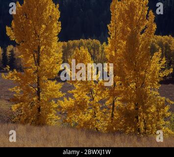 Black Cottonwood, Populus tricharpa, golden with autumn color, in Methow Valley in Washington State, USA Stock Photo