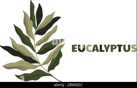 Eucalyptus silver dollar brunch. Beautiful decorative gum tree natural foliage. Stock Vector