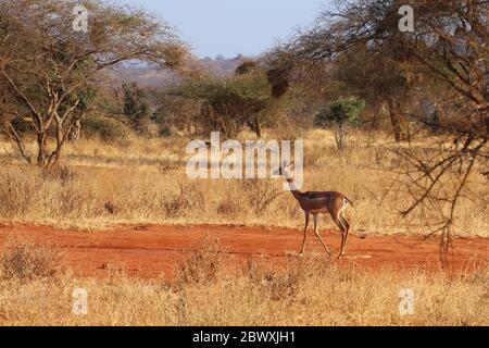 A female gerenuk in the wild Stock Photo