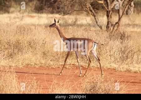 Gerenuk in Kenya Stock Photo