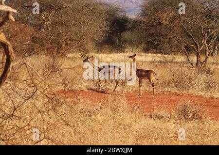 Two giraffe gazelles in the african bushland Stock Photo