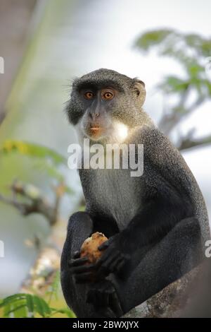 Close up of a sykes monkey with a fruit Stock Photo