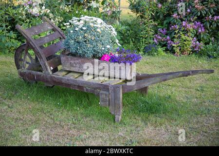 Old wooden wheelbarrow with flower decoration in the garden Stock Photo