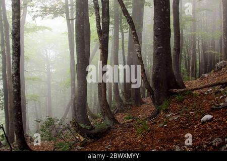 Fog in humid beech forest in summer, in Apuseni Mountains Stock Photo