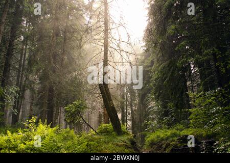 Pine tree forest in Apuseni Natural Park, Romania Stock Photo