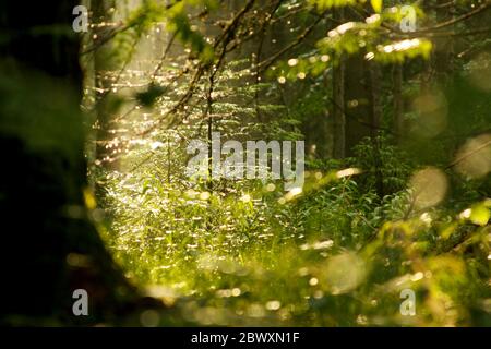 Pine tree detail of sunlight falling on ground vegetation forest in Apuseni Natural Park, Romania Stock Photo
