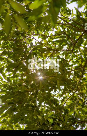 Sun rays shine through canopy tree leaves in the forest Stock Photo