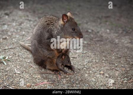 Australian Pademelon and baby in pouch in Tasmania Stock Photo