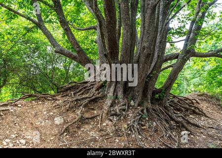 tree of many trunks with external roots Stock Photo