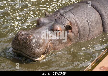 Close up of isolated hippopotamus animal (Hippopotamus amphibius) in captivity surfacing in water, West Midland Safari Park, UK. Stock Photo