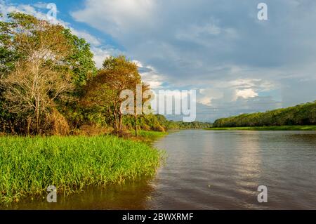 View of the rainforest along a small tributary of the Amazon River in ...