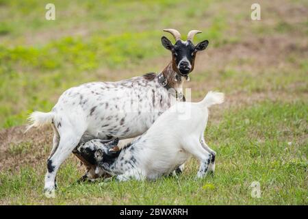 A dwarf goat feeding the young goat Stock Photo