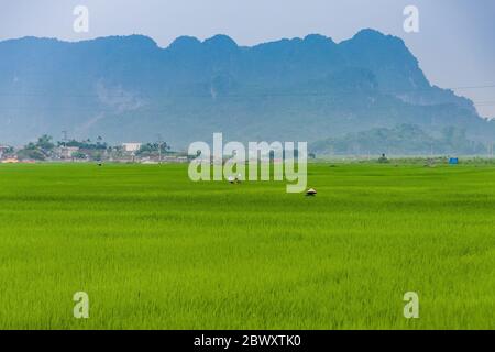 A Vietnamese woman working in the rice paddy field Stock Photo