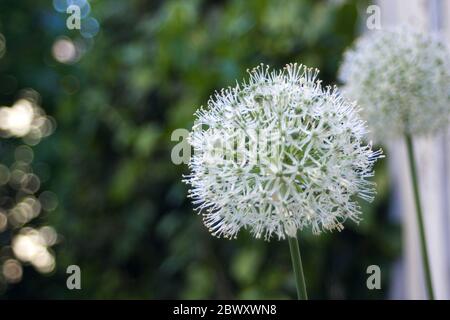 Allium stipitatum: Sperical shaped white and green flower. Snowball Plant in front of green blurry background Stock Photo