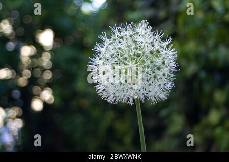 Allium stipitatum: Sperical shaped white and green flower. Snowball Plant in front of green blurry background Stock Photo