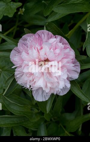 White European peony with light rose tint in close shot Stock Photo