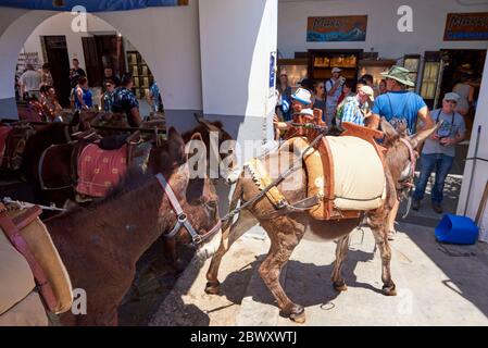 Rhodes, Greece - May 14, 2018: Donkeys are waiting for tourists. Using donkey taxi to the Acropolis is a popular tourist attraction in Lindos Stock Photo