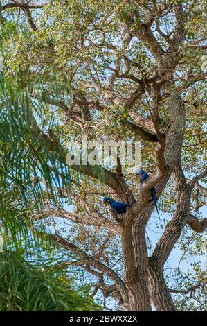 Hyacinth macaw (Anodorhynchus hyacinthinus) sitting on branch of tree in the northern Pantanal, Mato Grosso province of Brazil. Stock Photo