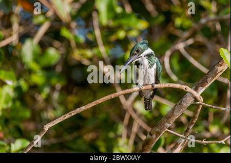 A female Amazon kingfisher (Chloroceryle amazona) is perched in a bush along the Pixaim River in the northern Pantanal, Mato Grosso province in Brazil