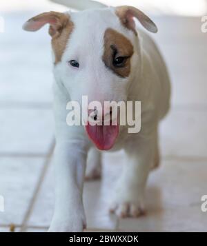 White bull terrier puppy outside posing for some natural lighting portraits Stock Photo