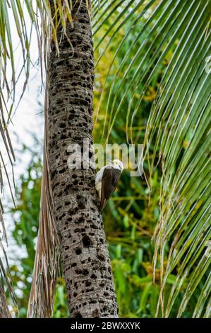 A white woodpecker (Melanerpes candidus) on a palm tree at the Caiman Ranch in the Southern Pantanal, Mato Grosso province of Brazil. Stock Photo