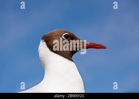 Black-headed gull. Close-up of head with blue sky background. Stock Photo