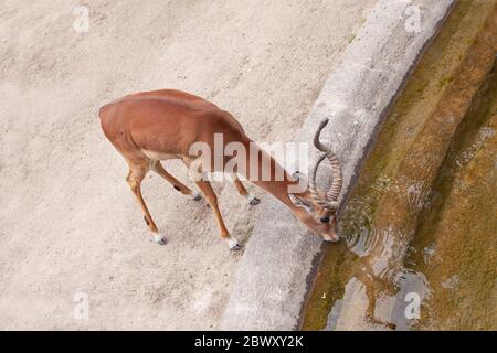 Antilope drinking by water hole seen from above. Top view. Stock Photo