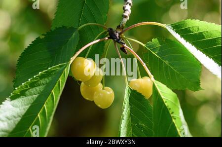 Five yellow ripe cherries with leaves on a cherry tree branch. Stock Photo