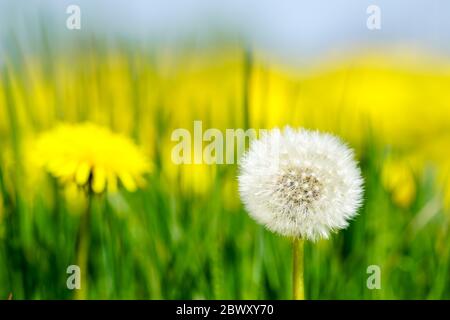 Dandelion seed head or blow ball on blue sky background Stock Photo