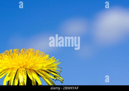 dandelion flower on a background of blue sky with white clouds Stock Photo
