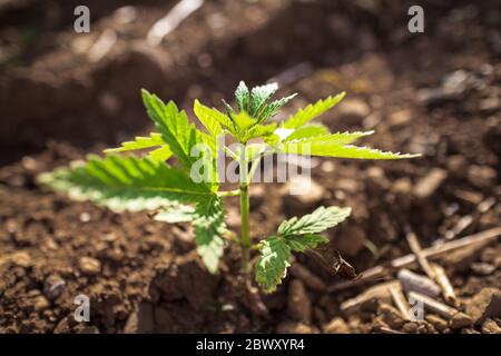 Single young cannabis hemp plant growing growing from dirt moving in wind with sun shining. Slow motion, tilt movement Stock Photo
