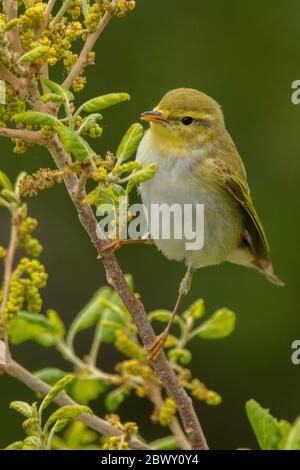 A wood warbler (Phylloscopus sibilatrix) perched Stock Photo