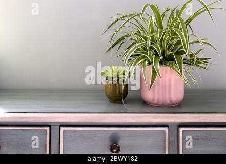 Home plants in colored different pots on green cabinet against pastel green colored wall. Home decor, home design, home decoration, plants banner. Stylish and modern Scandinavian room interior Stock Photo
