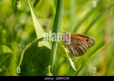 Close up of Meadow Brown Butterfly resting on green plant stem Stock Photo