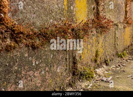 Rustic Bricks Covered with Red Moss in Neffsville, Lancaster County, Pennsylvania Stock Photo