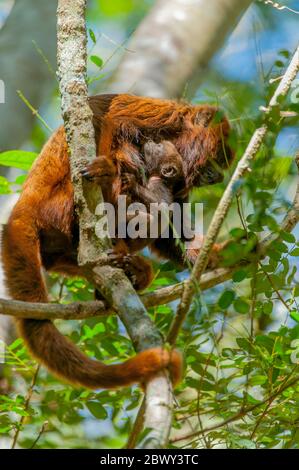 A brown howler (Alouatta guariba) with baby, also known as brown howler monkey, is a species of howler monkey, a type of New World monkey in the Atlan Stock Photo