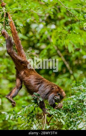 A brown howler (Alouatta guariba), also known as brown howler monkey, is a species of howler monkey, a type of New World monkey in the Atlantic rainfo Stock Photo