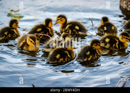 Duck with the ducklings swims in the river Stock Photo